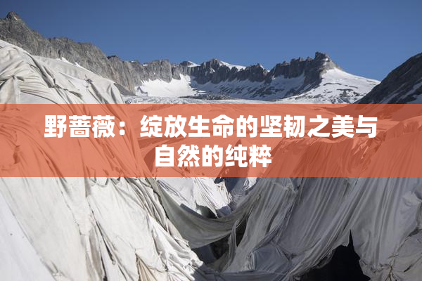 野蔷薇：绽放生命的坚韧之美与自然的纯粹