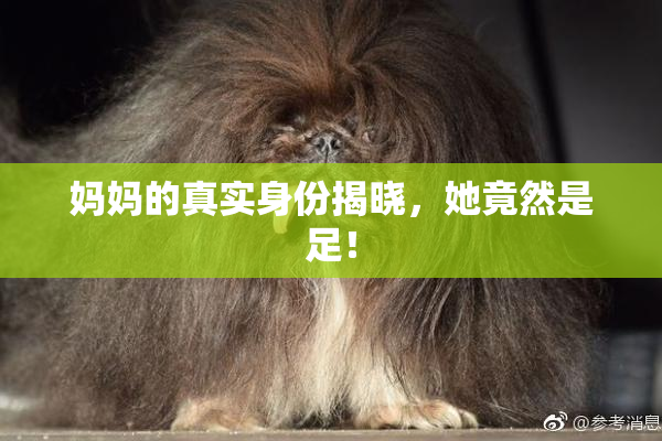 妈妈的真实身份揭晓，她竟然是足！