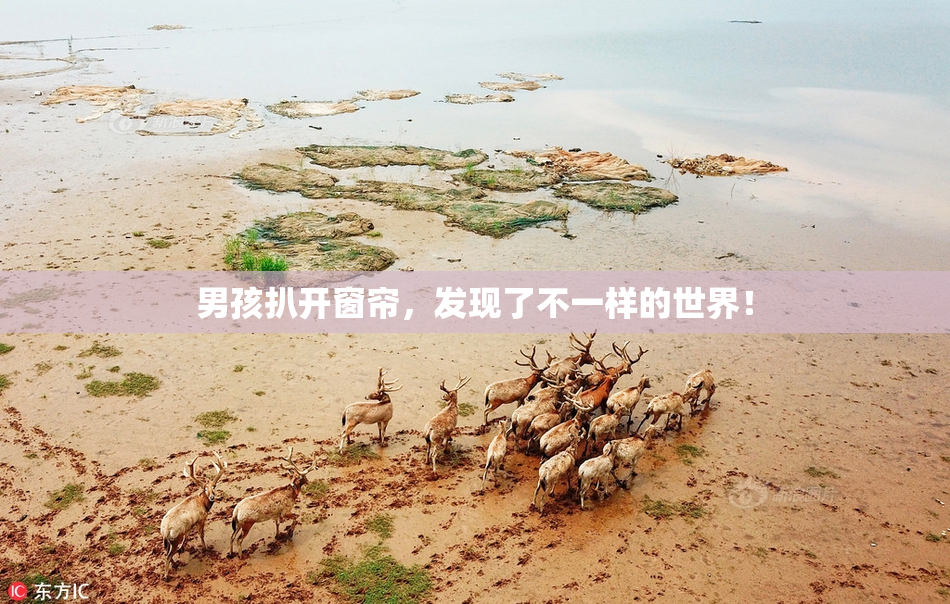 男孩扒开窗帘，发现了不一样的世界！