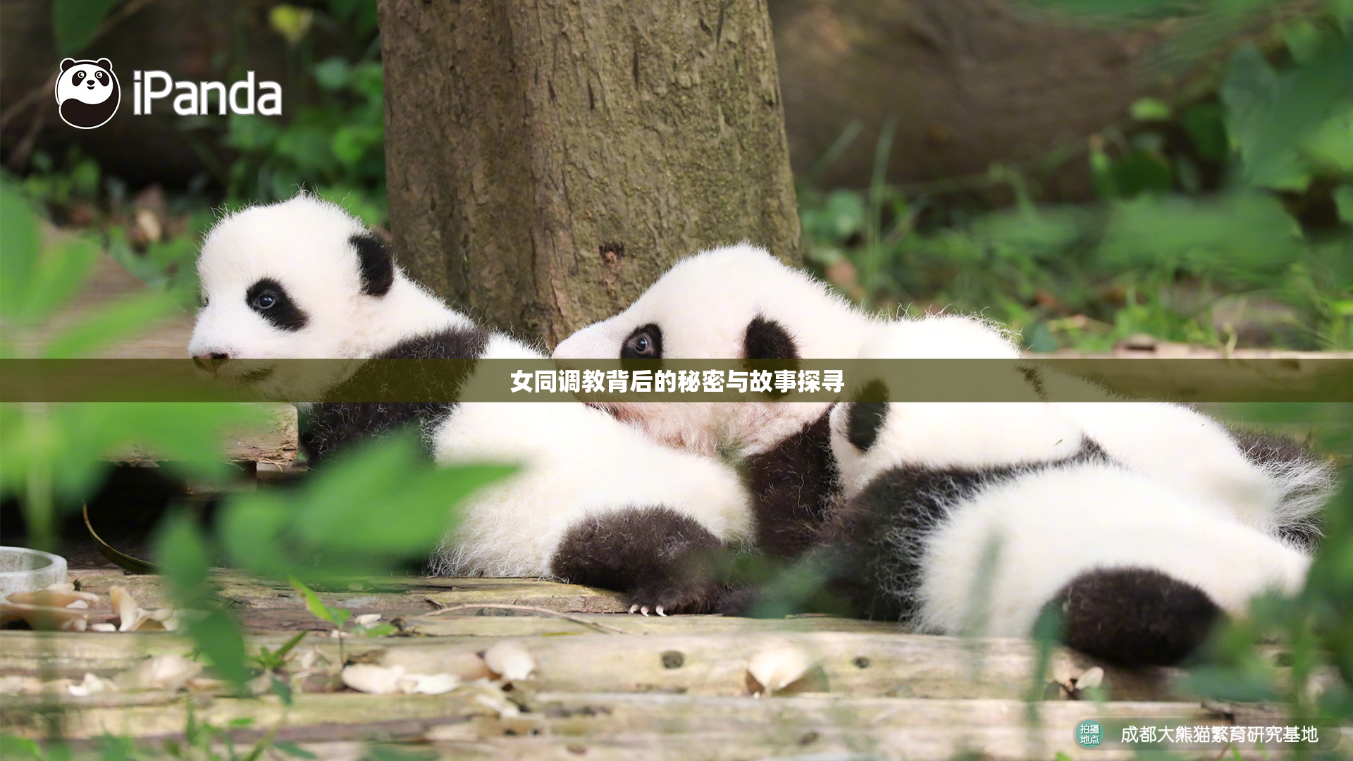女同调教背后的秘密与故事探寻