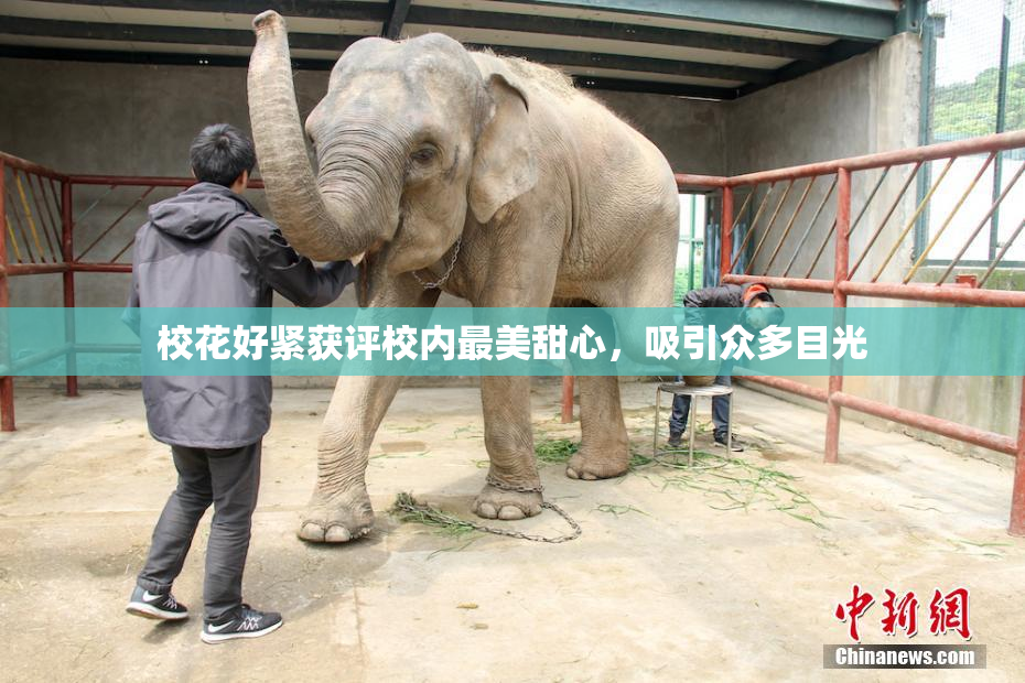 校花好紧获评校内最美甜心，吸引众多目光