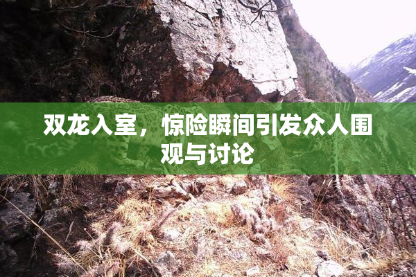 双龙入室，惊险瞬间引发众人围观与讨论