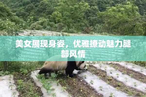 美女展现身姿，优雅撩动魅力腿部风情