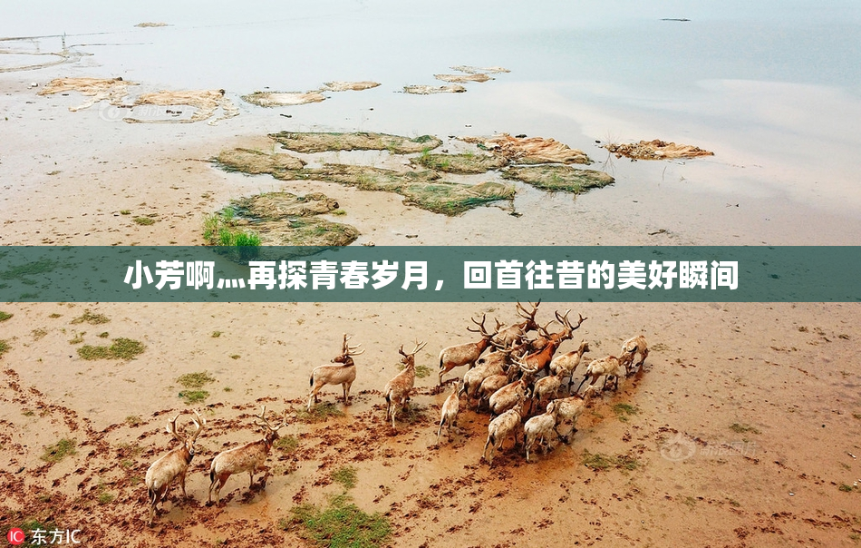 小芳啊灬再探青春岁月，回首往昔的美好瞬间