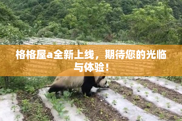 格格屋a全新上线，期待您的光临与体验！