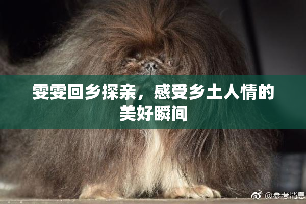 雯雯回乡探亲，感受乡土人情的美好瞬间
