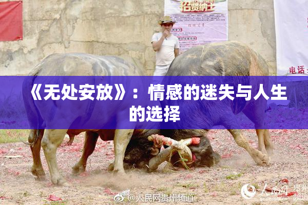 《无处安放》：情感的迷失与人生的选择