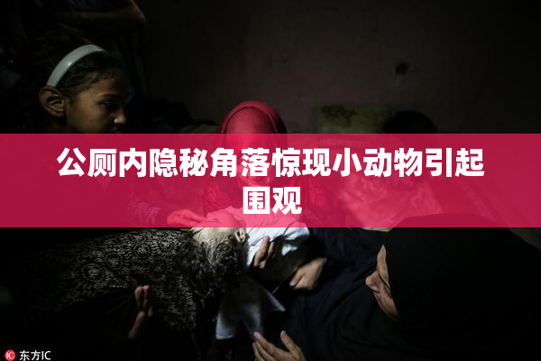 公厕内隐秘角落惊现小动物引起围观