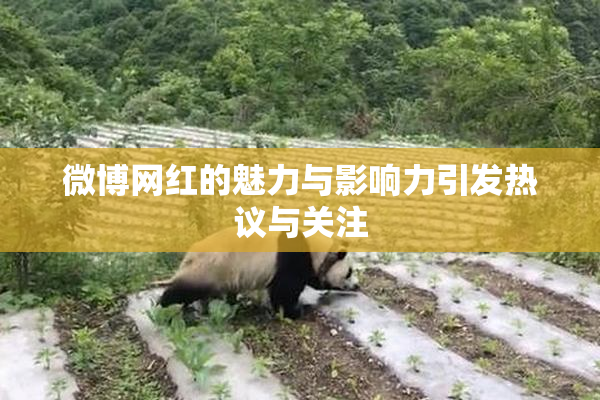 微博网红的魅力与影响力引发热议与关注