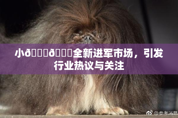 小🐔🐔全新进军市场，引发行业热议与关注