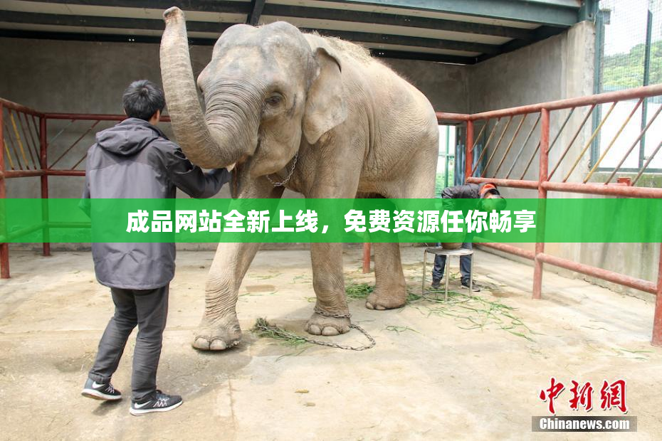 成品网站全新上线，免费资源任你畅享