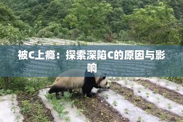 被C上瘾：探索深陷C的原因与影响