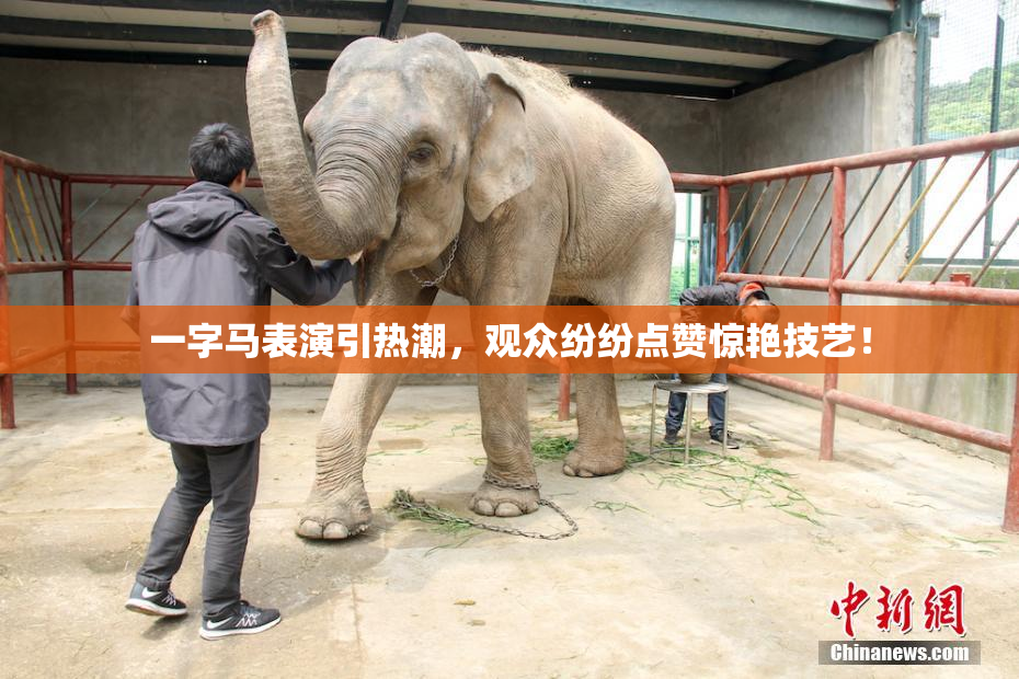 一字马表演引热潮，观众纷纷点赞惊艳技艺！