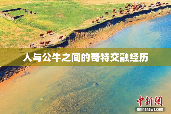 人与公牛之间的奇特交融经历