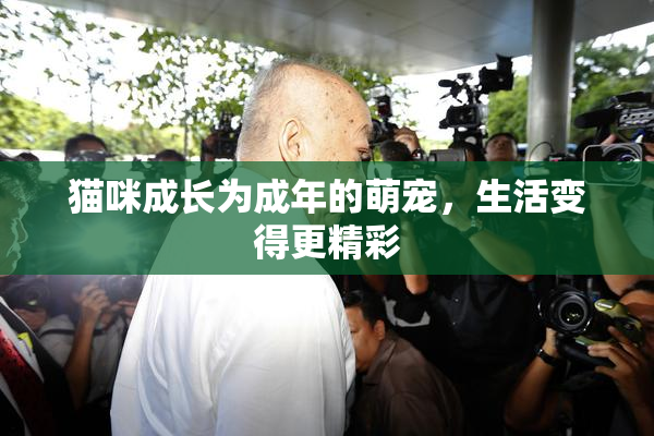 猫咪成长为成年的萌宠，生活变得更精彩
