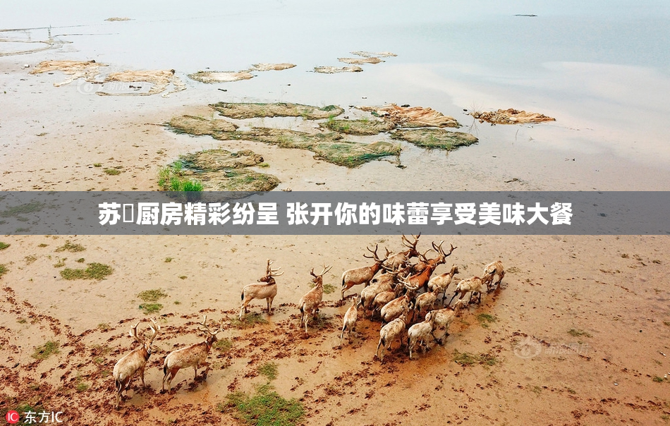 苏玥厨房精彩纷呈 张开你的味蕾享受美味大餐