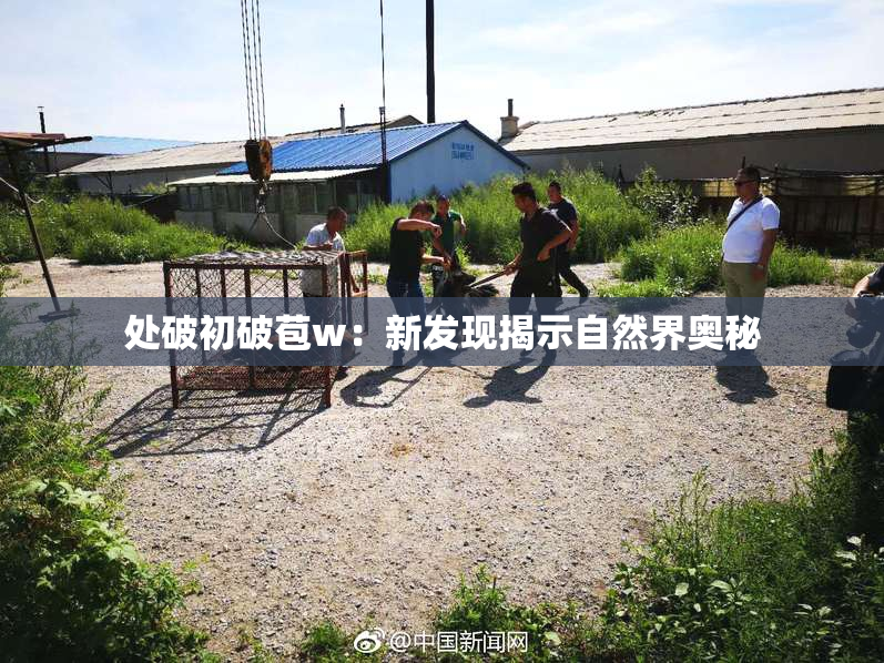 处破初破苞w：新发现揭示自然界奥秘