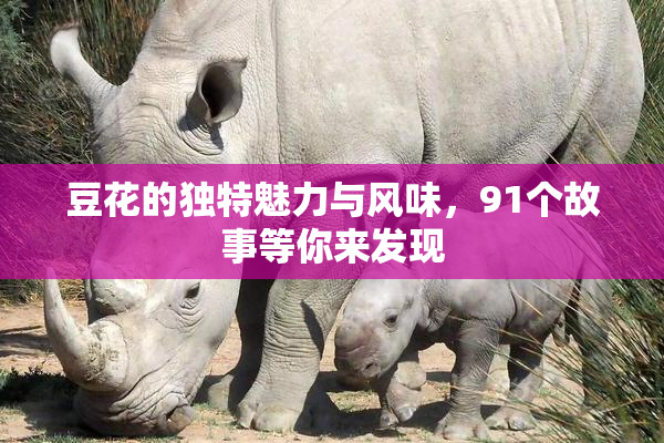 豆花的独特魅力与风味，91个故事等你来发现