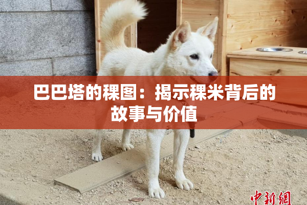 巴巴塔的稞图：揭示稞米背后的故事与价值