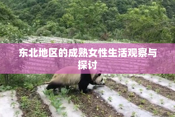 东北地区的成熟女性生活观察与探讨