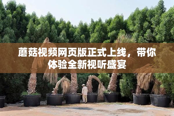 蘑菇视频网页版正式上线，带你体验全新视听盛宴