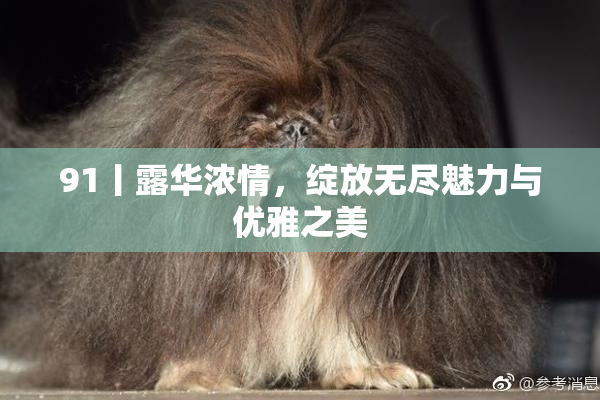 91丨露华浓情，绽放无尽魅力与优雅之美