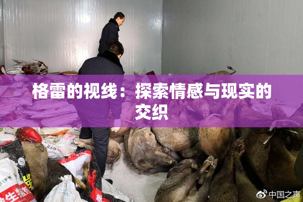 格雷的视线：探索情感与现实的交织