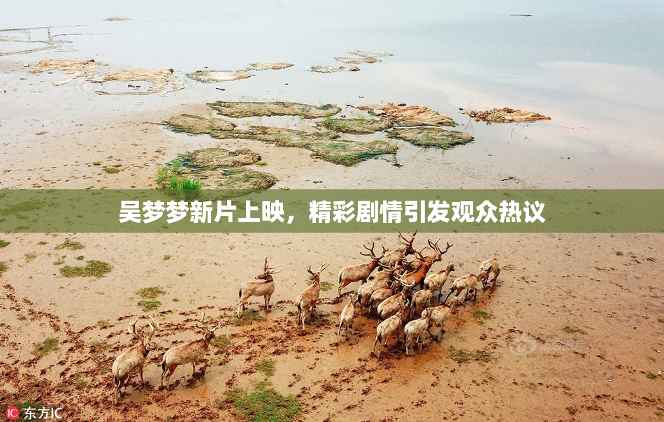 吴梦梦新片上映，精彩剧情引发观众热议
