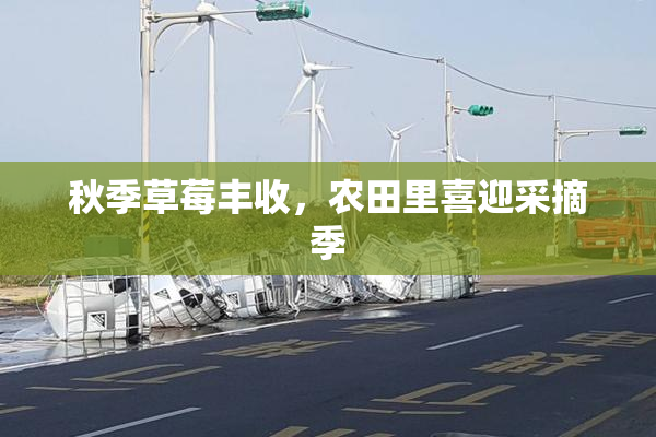 秋季草莓丰收，农田里喜迎采摘季