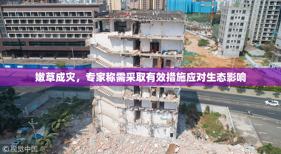 嫩草成灾，专家称需采取有效措施应对生态影响