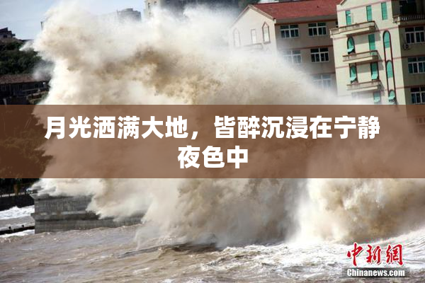 月光洒满大地，皆醉沉浸在宁静夜色中