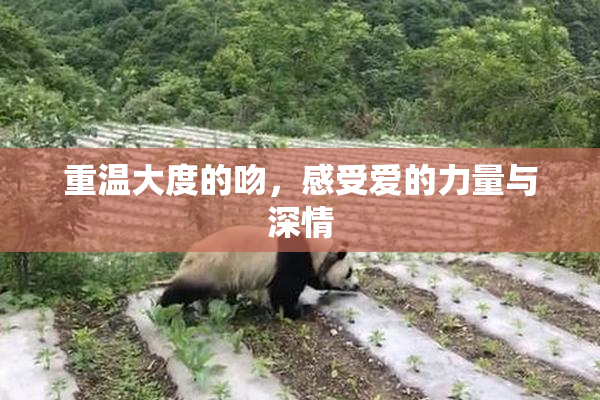重温大度的吻，感受爱的力量与深情
