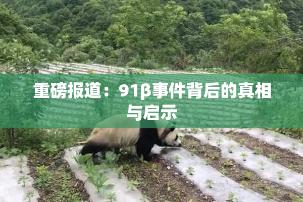 重磅报道：91β事件背后的真相与启示