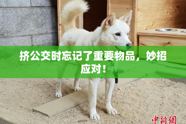 挤公交时忘记了重要物品，妙招应对！
