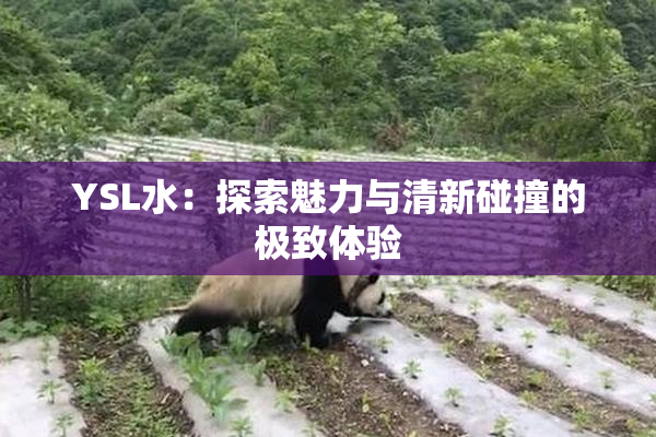 YSL水：探索魅力与清新碰撞的极致体验
