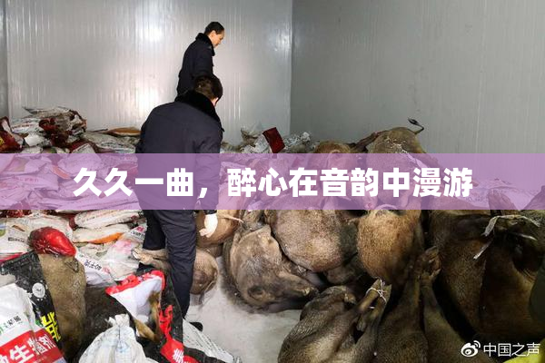 久久一曲，醉心在音韵中漫游