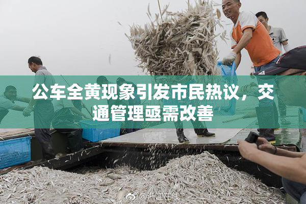 公车全黄现象引发市民热议，交通管理亟需改善