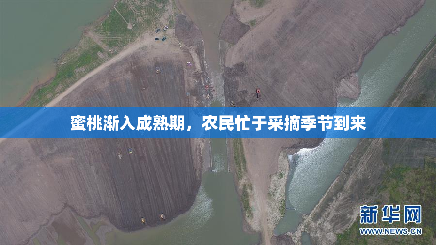 蜜桃渐入成熟期，农民忙于采摘季节到来
