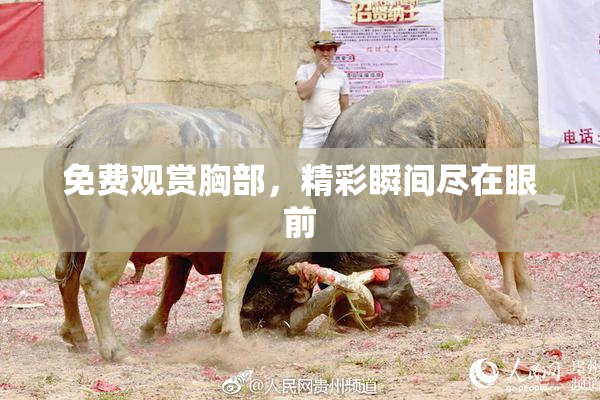 免费观赏胸部，精彩瞬间尽在眼前