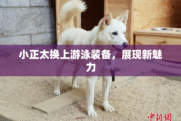 小正太换上游泳装备，展现新魅力