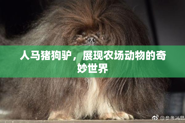 人马猪狗驴，展现农场动物的奇妙世界