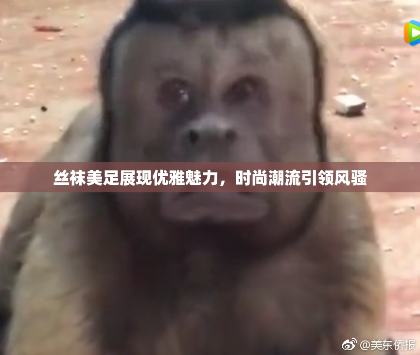 丝袜美足展现优雅魅力，时尚潮流引领风骚