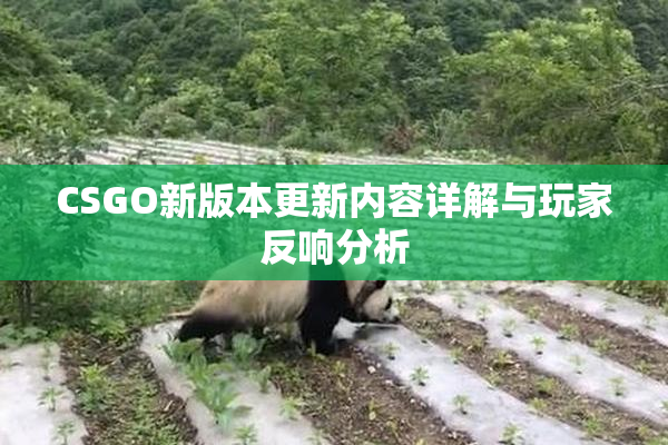 CSGO新版本更新内容详解与玩家反响分析
