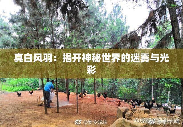 真白风羽：揭开神秘世界的迷雾与光彩