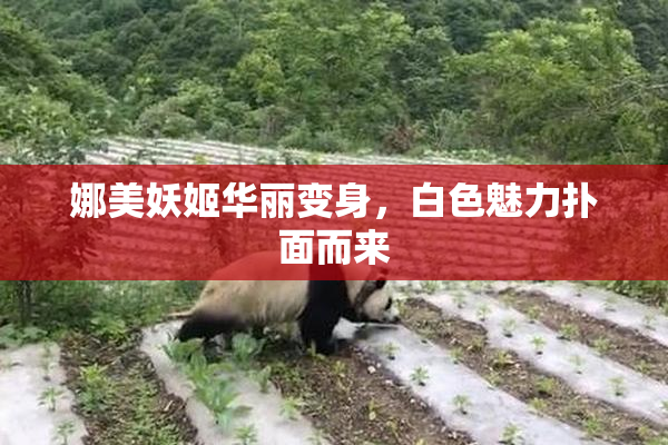 娜美妖姬华丽变身，白色魅力扑面而来