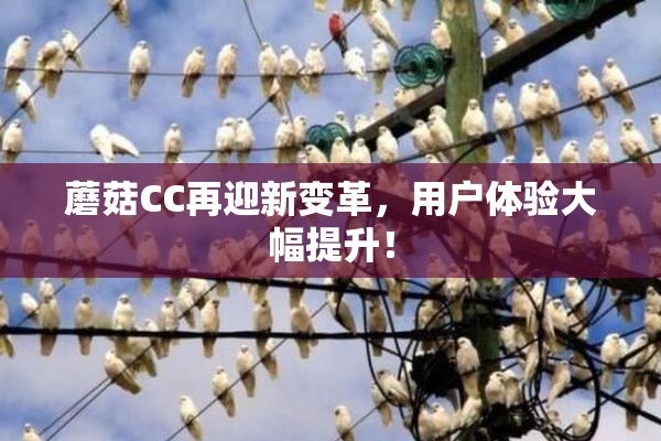 蘑菇CC再迎新变革，用户体验大幅提升！