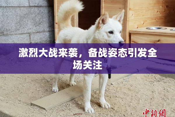 激烈大战来袭，备战姿态引发全场关注