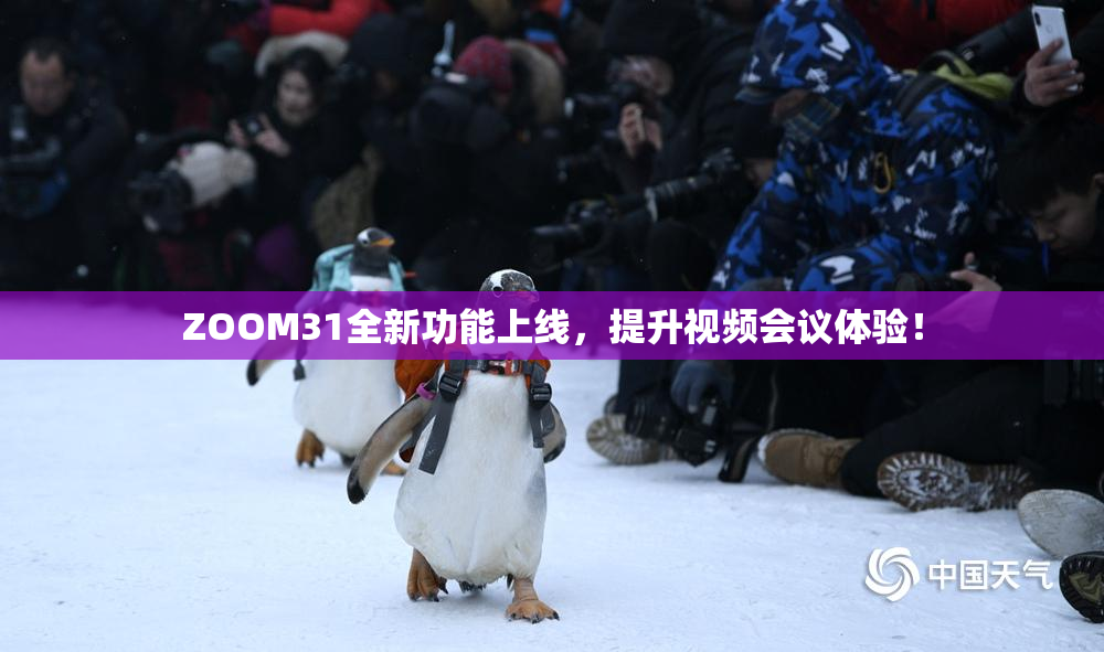 ZOOM31全新功能上线，提升视频会议体验！