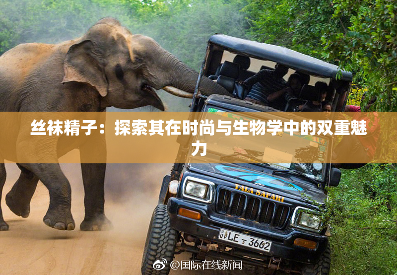 丝袜精子：探索其在时尚与生物学中的双重魅力