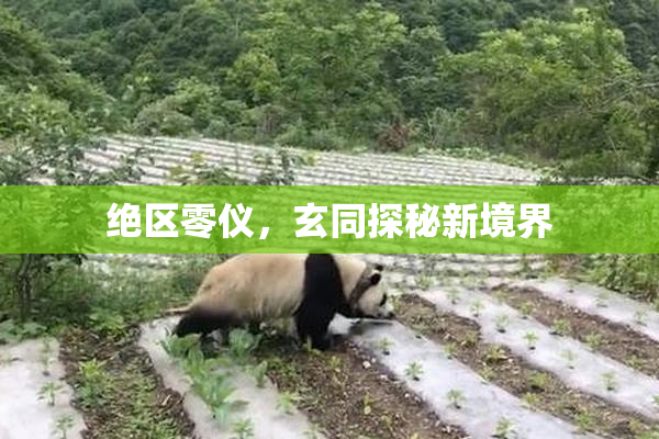 绝区零仪，玄同探秘新境界